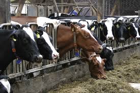 Dairy Cows 