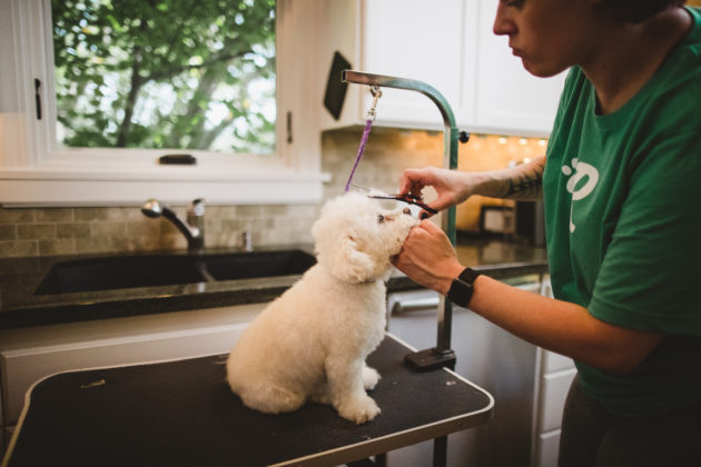 Starting Ideas for Mobile Pet Grooming Business New